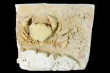 Fossil Crab (Potamon) Preserved in Travertine - Turkey #145057-1